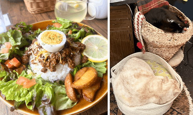 カフェのランチと猫カフェ